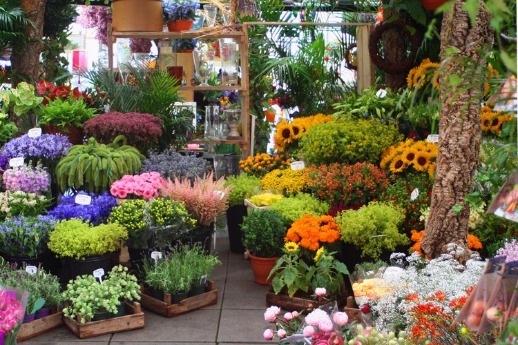 Poznávací zájezd do Holandska - Květinový trh