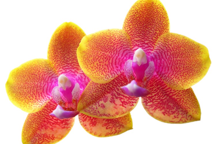 Orchideje Drazdany