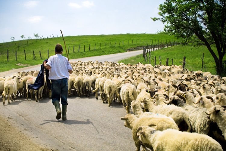 Vyhánění ovcí na pastvu
