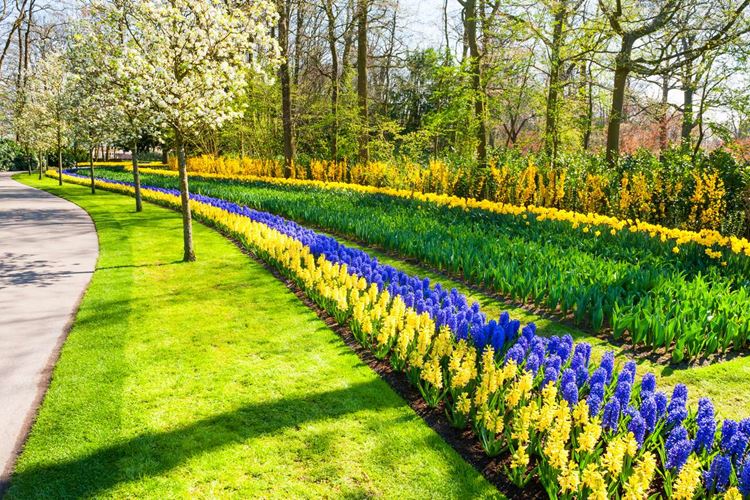 Poznávací zájezd do Nizozemska - květinový park Keukenhof