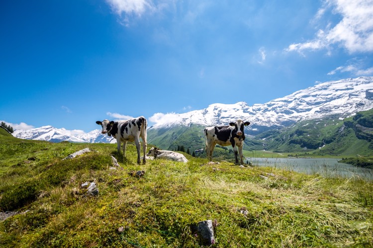 Švýcarská příroda a Urnské Alpy