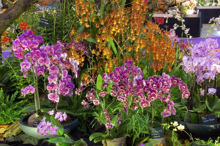 Výstava orchidejí 