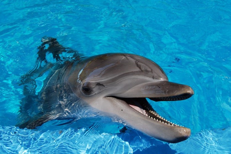 Delfíni v ZOO Norimberk