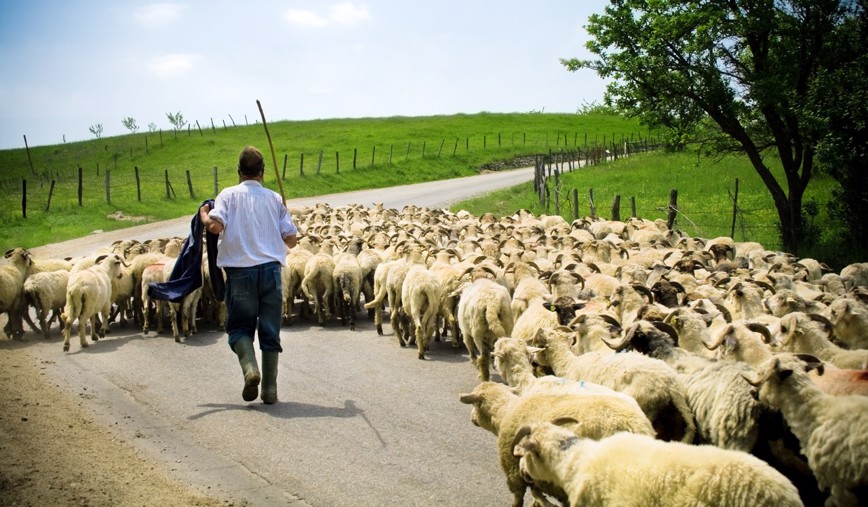 Vyhánění ovcí na pastvu