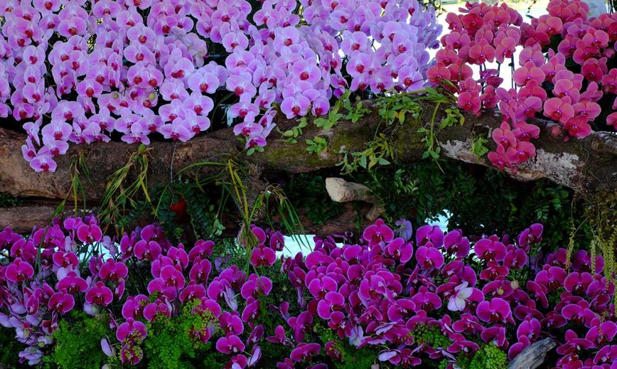 Květinový park Keukenhof - pavilon orchidejí