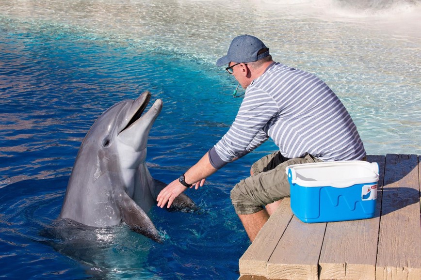 Výcvik delfínů v delfináriu Norimberk