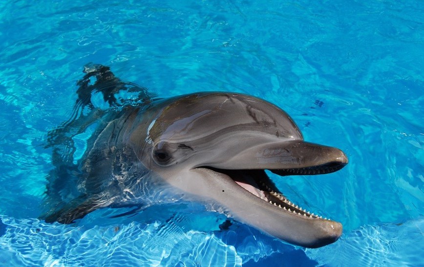 Delfíni v ZOO Norimberk