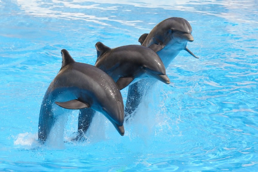 Delfíní show v ZOO Norimberk
