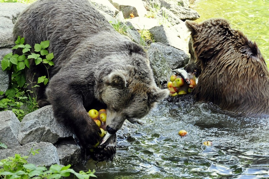 zoo-afrikarium-vratislav-wroclaw-jednodenni-zajezd-medved-10